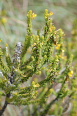 Aspalathus pinguis pinguis