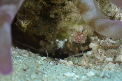 Cuapetes tenuipes