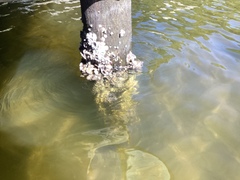 Crassostrea virginica