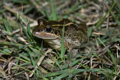 Leptodactylus luctator