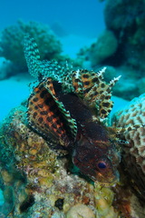 Dendrochirus hemprichi