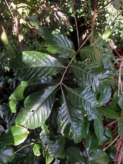 Aglaia rimosa