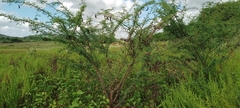 Vachellia farnesiana farnesiana