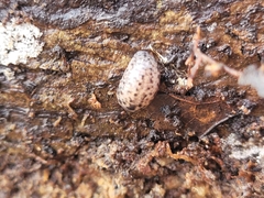 Philomycus carolinianus
