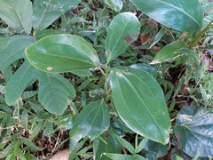 Cinnamomum kotoense