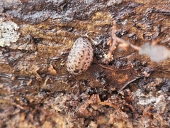 Philomycus carolinianus