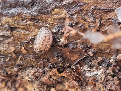 Philomycus carolinianus