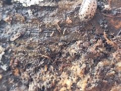 Philomycus carolinianus
