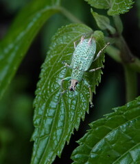 Compsus viridivittatus