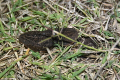 Phyllocaulis soleiformis