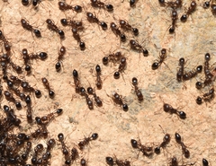 Monomorium subopacum