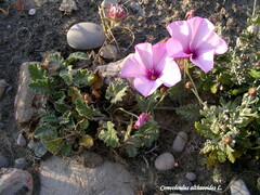 Convolvulus althaeoides