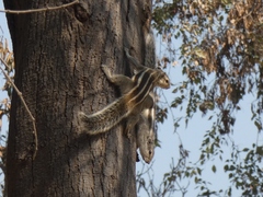 Funambulus pennantii