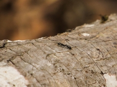 Pseudomyrmex lynceus