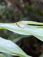 Afronurus kiangsuensis