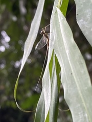 Afronurus kiangsuensis