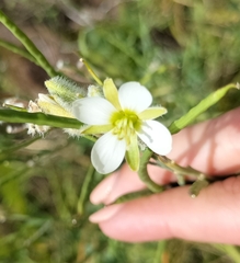 Heliophila linearis