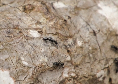 Pseudomyrmex lynceus