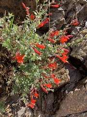 Epilobium canum