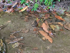 Crossodactylus gaudichaudii