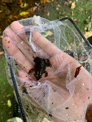 Crossodactylus gaudichaudii