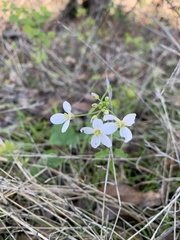 Cardamine californica