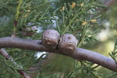 Cupressus abramsiana
