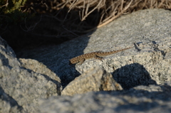 Mediodactylus kotschyi