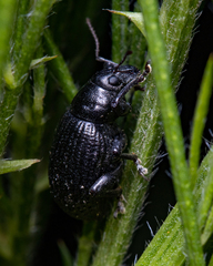 Entiminae