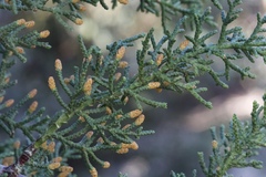 Cupressus abramsiana