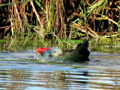 Porphyrio madagascariensis