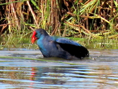 Porphyrio madagascariensis