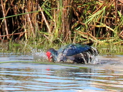 Porphyrio madagascariensis