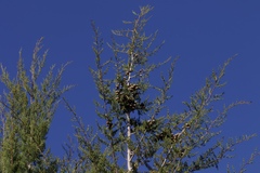 Cupressus abramsiana