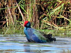 Porphyrio madagascariensis
