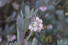Arctostaphylos silvicola