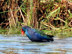 Porphyrio madagascariensis
