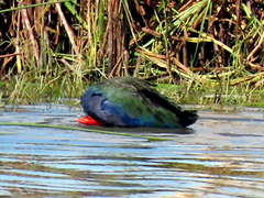 Porphyrio madagascariensis