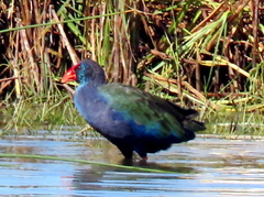 Porphyrio madagascariensis