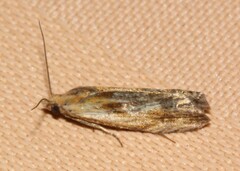 Eucosma cana