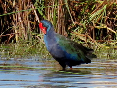 Porphyrio madagascariensis