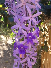 Petrea