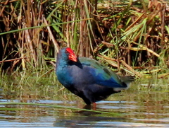 Porphyrio madagascariensis