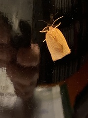 Cacoecimorpha pronubana