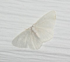 Protitame virginalis