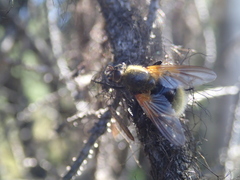 Mesembrina decipiens