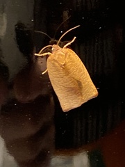 Cacoecimorpha pronubana