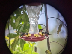 Chaetocercus astreans