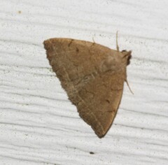 Zanclognatha protumnusalis