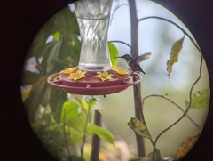 Chaetocercus astreans